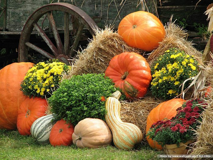 fall decor ideas seasonal holiday decor i love mixing pumpkins gords mums and even pansies in a vignette like this with a corn stalk propped up against - Fall Pumpkins fall decor ideas seasonal holiday decor i love mixing pumpkins gords mums and even pansies in a vignette like this with a corn stalk propped up against - Fall Pumpkins