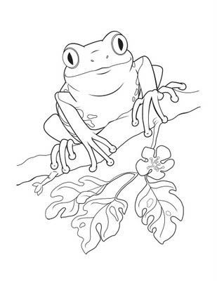 1097 best Printables - Sealife \ Water Related images on Pinterest - fresh coloring pages tree frog 1097 best Printables - Sealife \ Water Related images on Pinterest - fresh coloring pages tree frog