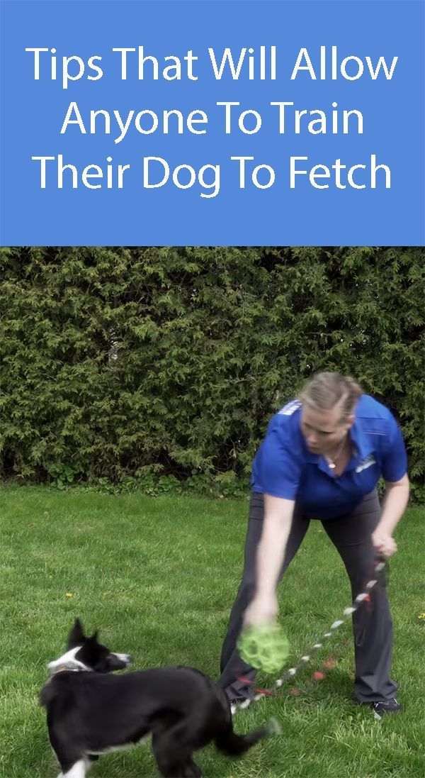 The Secrets Of Teaching Your Dog To Fetch Step By Step