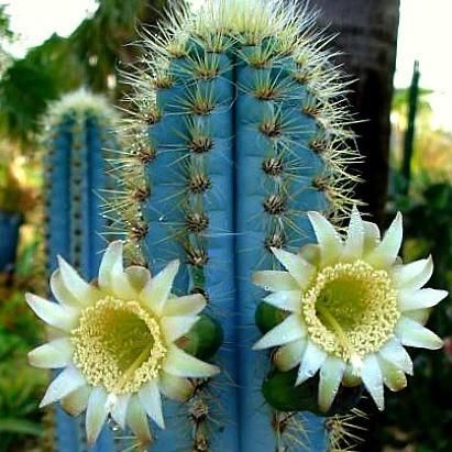 Best 25 Cactus With Flowers Ideas On Pinterest Flowering Pilosocereus Azureus Blue Torch Cactus