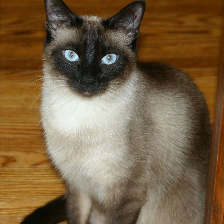 Siamese Cat For Adoption Philippines Siamese Cat For Adoption Philippines