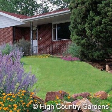 Dog Friendly Yard Fertilizer Dog Friendly Yard Fertilizer