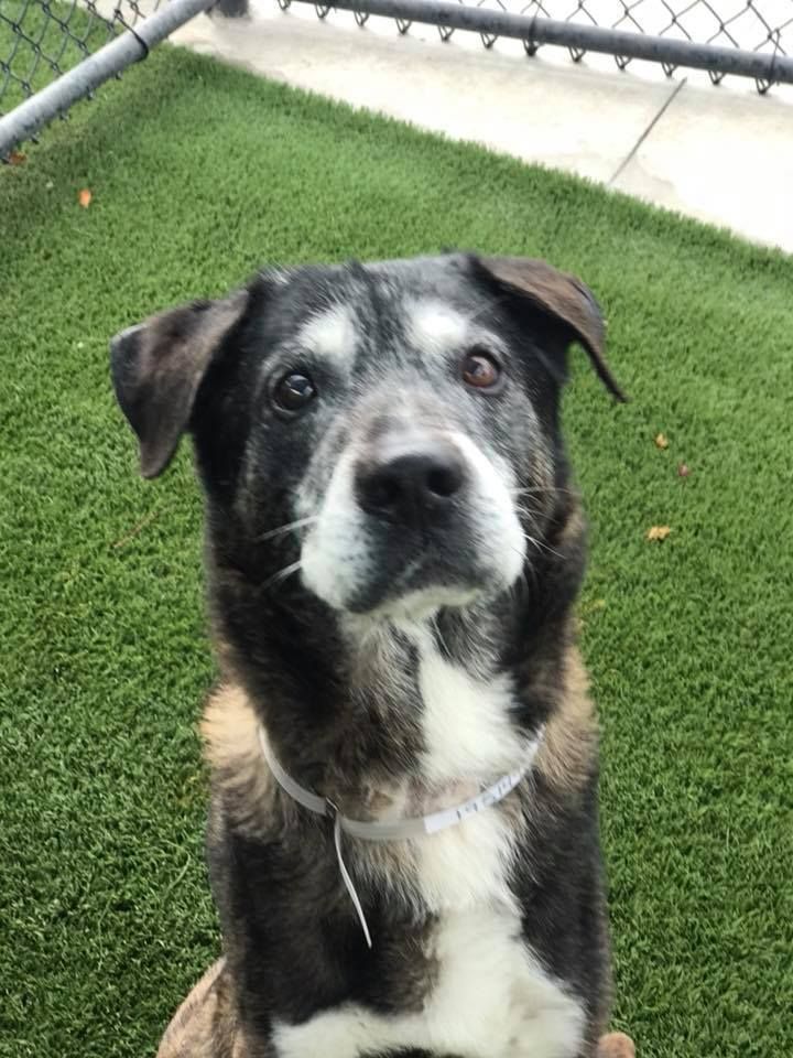 Miami Fl Johhny Is A Mixed Breed Senior Dog Who Is Sitting In A