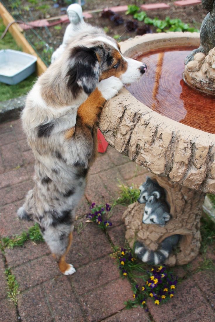 australian shepherd jack russell terrier 170 best like images on pinterest animals aussie puppies and australian shepherd jack russell terrier 170 best like images on pinterest animals aussie puppies and