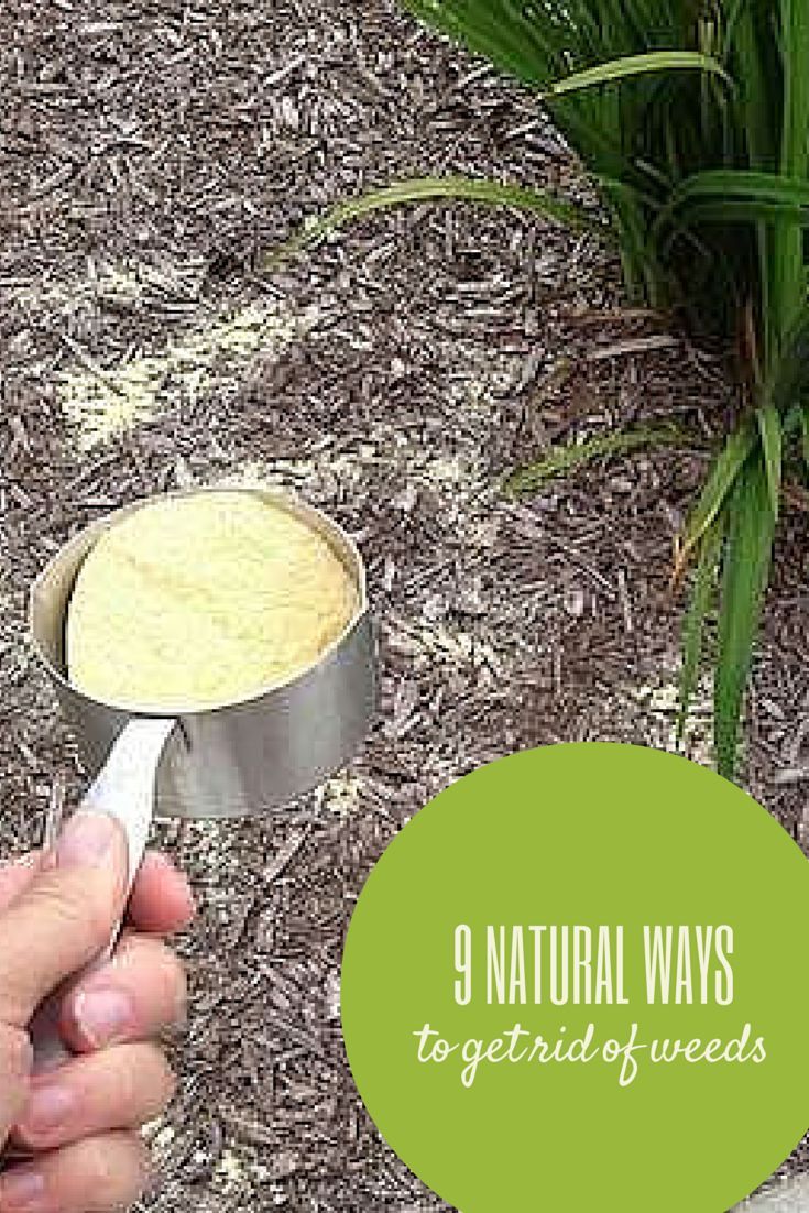 How To Get Rid Of Weeds In Vegetable Garden Naturally How To Get Rid Of Weeds In Vegetable Garden Naturally