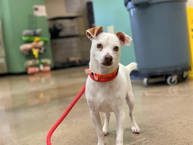 Meet Stewie Arizona Humane Society Dog Training Classes Lap Dogs