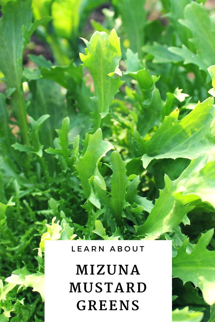 Cabbage Chard Collard Greens Endive Lettuce Kale Mustard