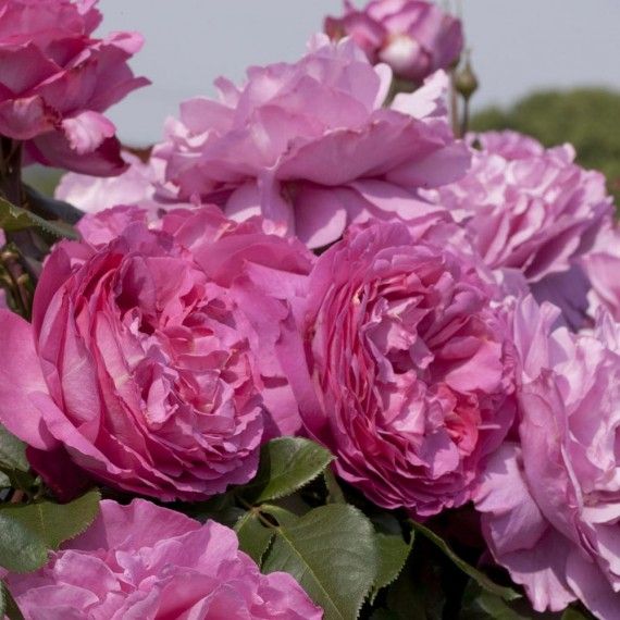 Rosa Rampicante Yves Piaget Keitsupiatsu Piante Ortensie E
