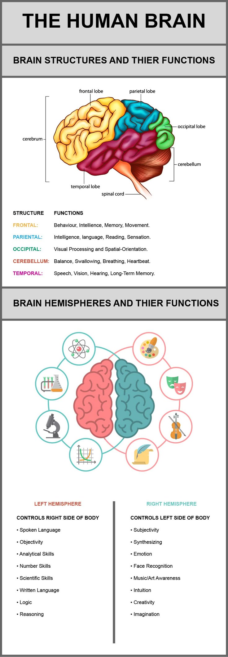 Worksheets Brain Worksheet best 25 the brain ideas on pinterest anatomy and function human its structures their functions visual ly