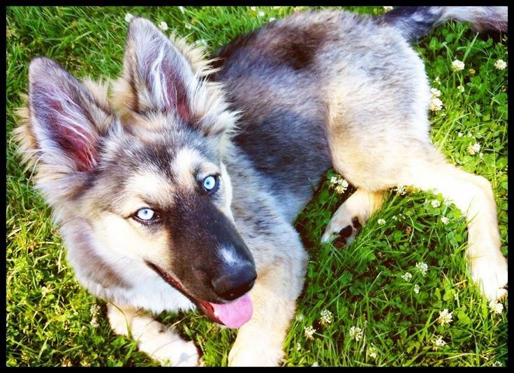 German Shepherd Siberian Husky Mix Puppy Dogs German Shepherd