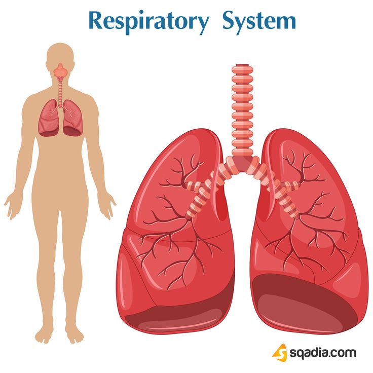 The Respiratory System Consists Of All The Organs Involved In Breathing the-respiratory-system-consists-of-all-the-organs-involved-in-breathing