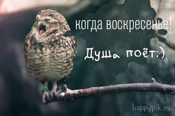 Открытка с добрым утром прикольная воскресенье