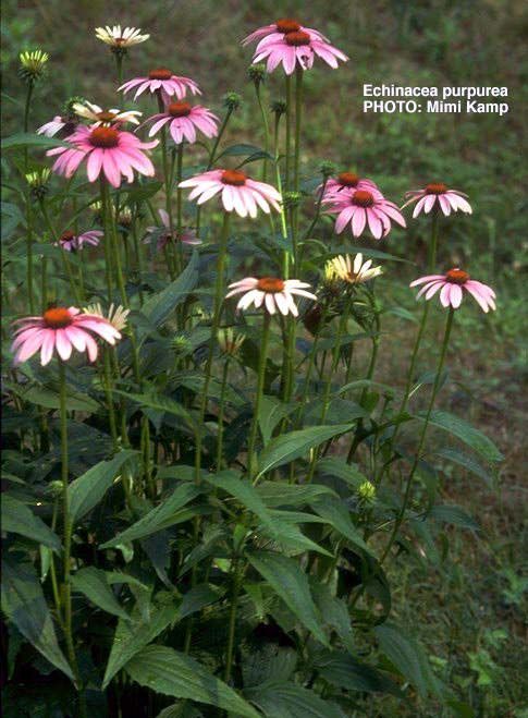 Big Tree School Of Natural Healing Reviews Big Tree School Of Natural Healing Reviews