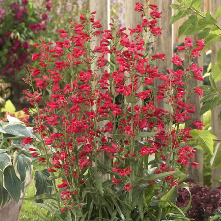 Tall Garden Flowers best 20+ red perennials ideas on pinterest | red plants, flowers Tall Garden Flowers best 20+ red perennials ideas on pinterest | red plants, flowers