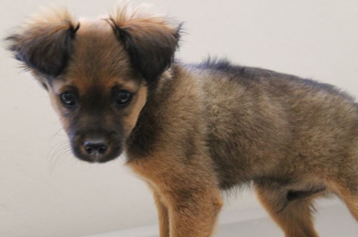 german shepherd chihuahua mix german shepherd mix with chihuahua things german shepherd mix german german shepherd chihuahua mix german shepherd mix with chihuahua things german shepherd mix german