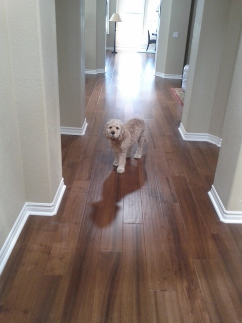 Best Flooring For Living Room And Entryway With Pets Best Flooring For Living Room And Entryway With Pets