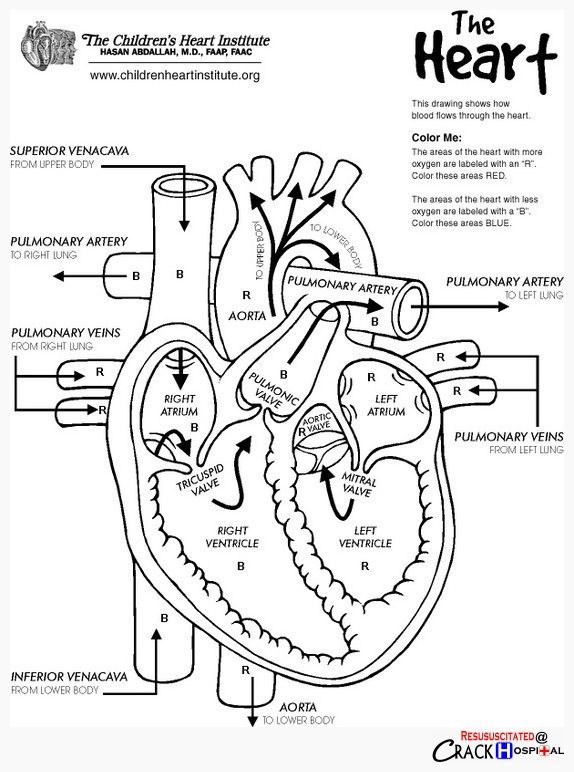 113 best A&P.4.Heart.Lung images on Pinterest | Labs, School and ... 113 best A&P.4.Heart.Lung images on Pinterest | Labs, School and ...