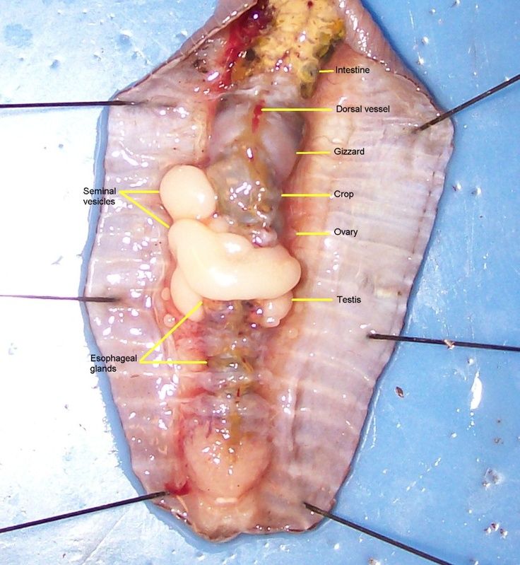 earthworm dissection lab labeled worm dissection for biology dissection earthworm dissection lab labeled worm dissection for biology dissection