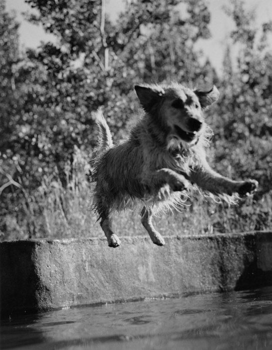 bruce weber golden retriever photos 71 best golden retrievers jumping images on golden retrievers golden bruce weber golden retriever photos 71 best golden retrievers jumping images on golden retrievers golden