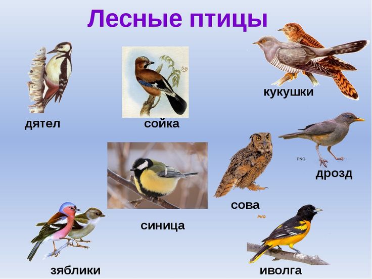 Птицы россии картинки с названиями птиц