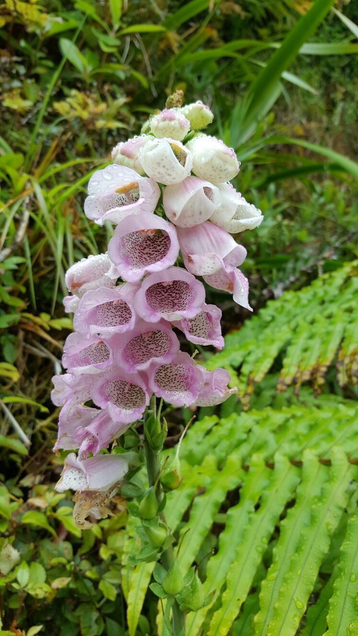 38 Best New Zealand Wild Flowers Images On Pinterest Wild Flowers 38-best-new-zealand-wild-flowers-images-on-pinterest-wild-flowers