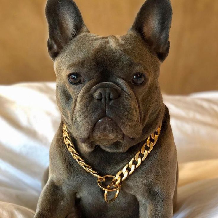 Bek Co Luxury Gold Choke Chain Collar for French Bulldogs Etsy