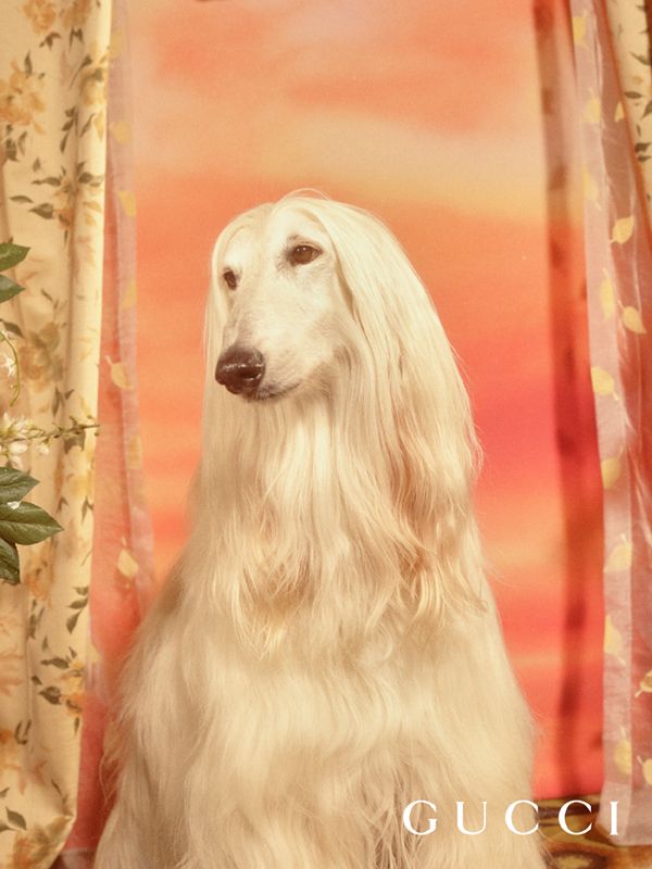 Hounds And Pooches Cute Animals Animals Dogs