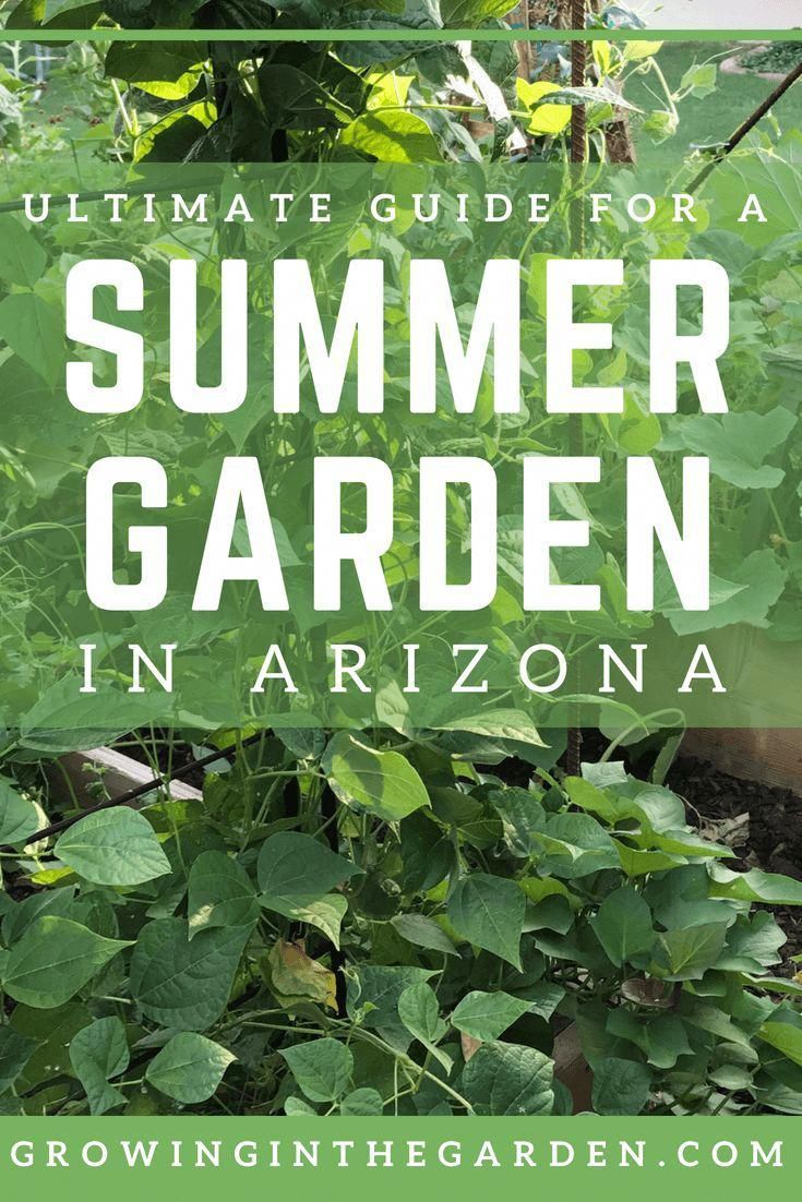 Food Tips And Tricks #GardeningTipsWinter | Gardening Tips Winter | Pinterest | Gardening tips, Tips and Food hacks
