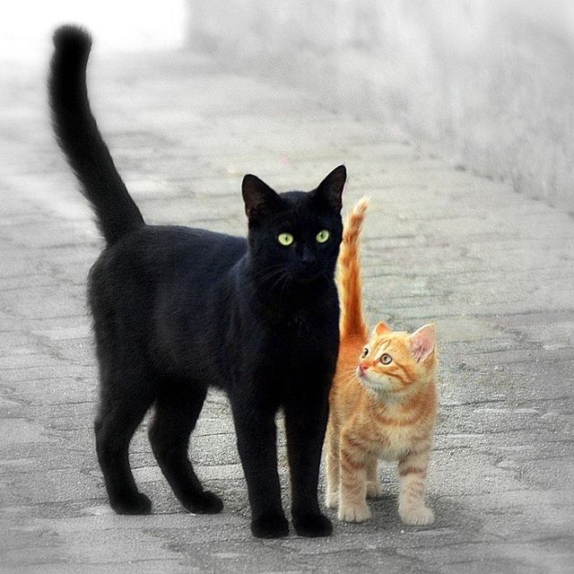 сезонным картинка двух черных кошек фотографий можно сделать