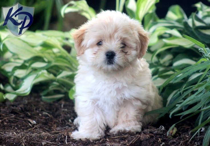 best havanese breeders in nj best 25 havanese puppies for sale ideas only on maltese mix teddy best havanese breeders in nj best 25 havanese puppies for sale ideas only on maltese mix teddy