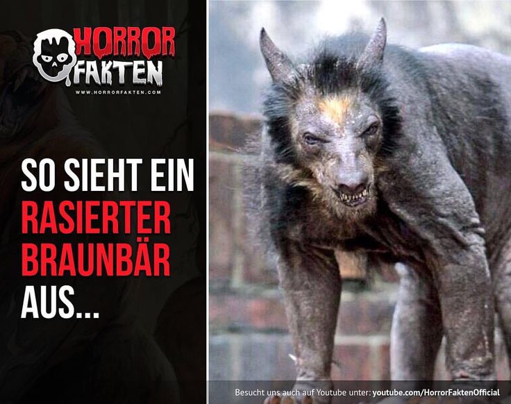 Horror Fakten | Horror, Fakten, Bizarre fakten Horror Fakten | Horror, Fakten, Bizarre fakten