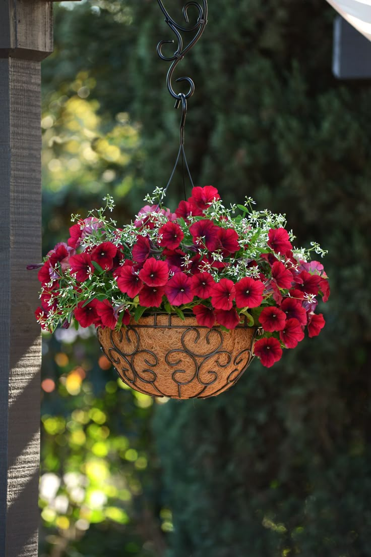 easy wave red velour petunia more hanging basket garden flower baskets galvanised plant pots