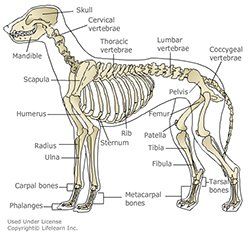 Pin On Care More 4 Dogs Cats