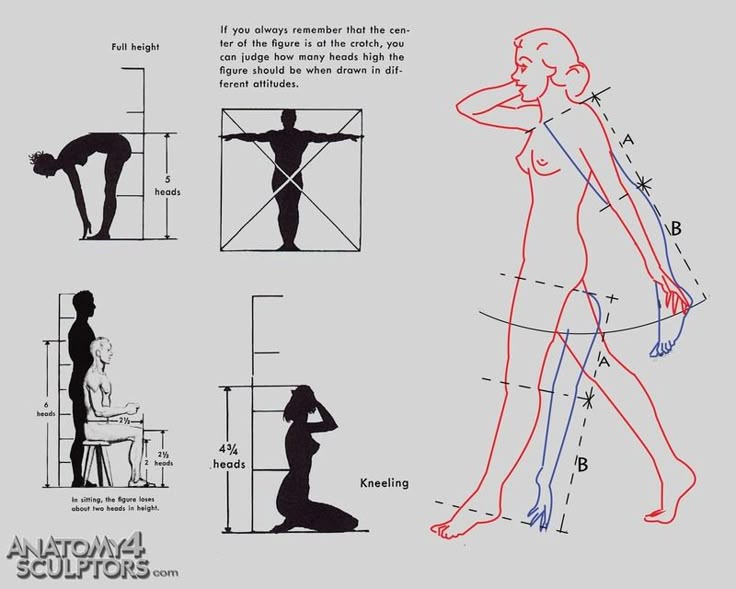 from Anatomy for Sculptors site | Anatomy - Human | Pinterest | Drawings, Anatomy and Art