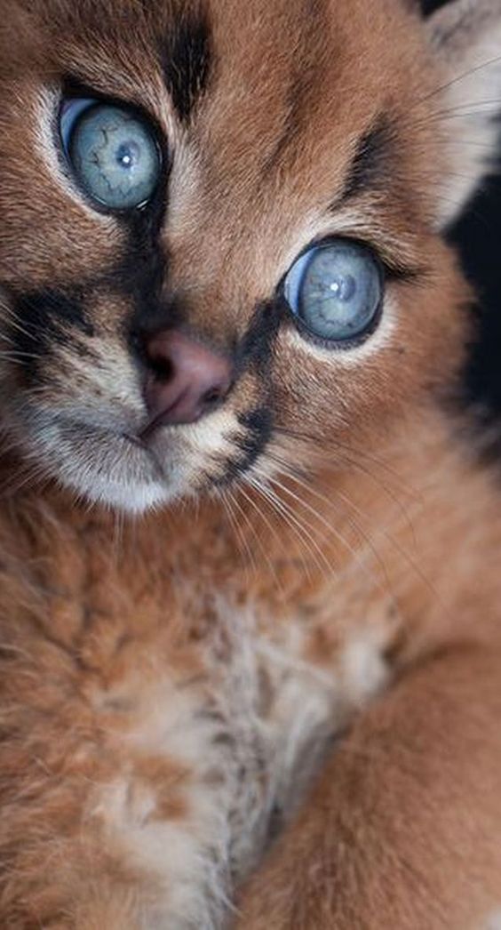 Cat With Miss Matched Eyes Cat With Miss Matched Eyes