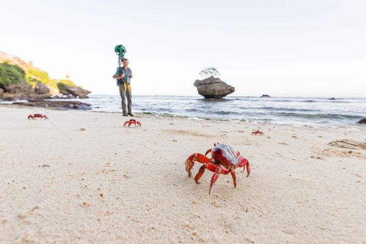 a crabtivating journey street view joins a crab migration of a crabtivating journey street view joins a crab migration of millions on christmas island millions of crabs are are emerging from the depths
