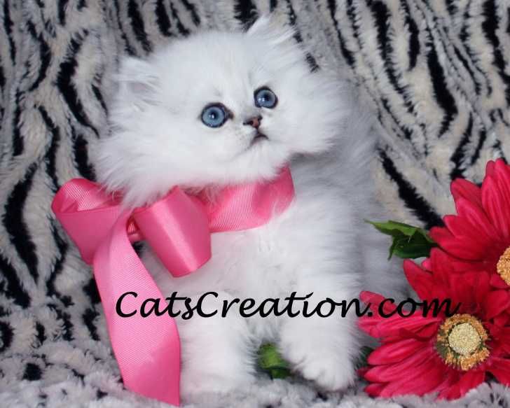 84 best Adorable Teacup Kittens For Sale! images on Pinterest ... 84 best Adorable Teacup Kittens For Sale! images on Pinterest ...