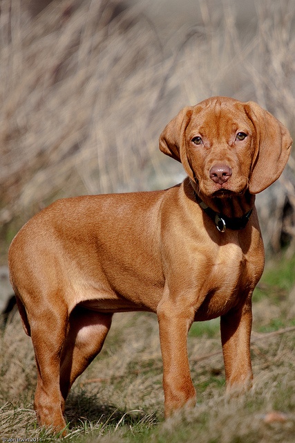 hungarian vizsla puppy best 25 vizsla puppies ideas on hungarian vizsla vizsla and vizsla hungarian vizsla puppy best 25 vizsla puppies ideas on hungarian vizsla vizsla and vizsla