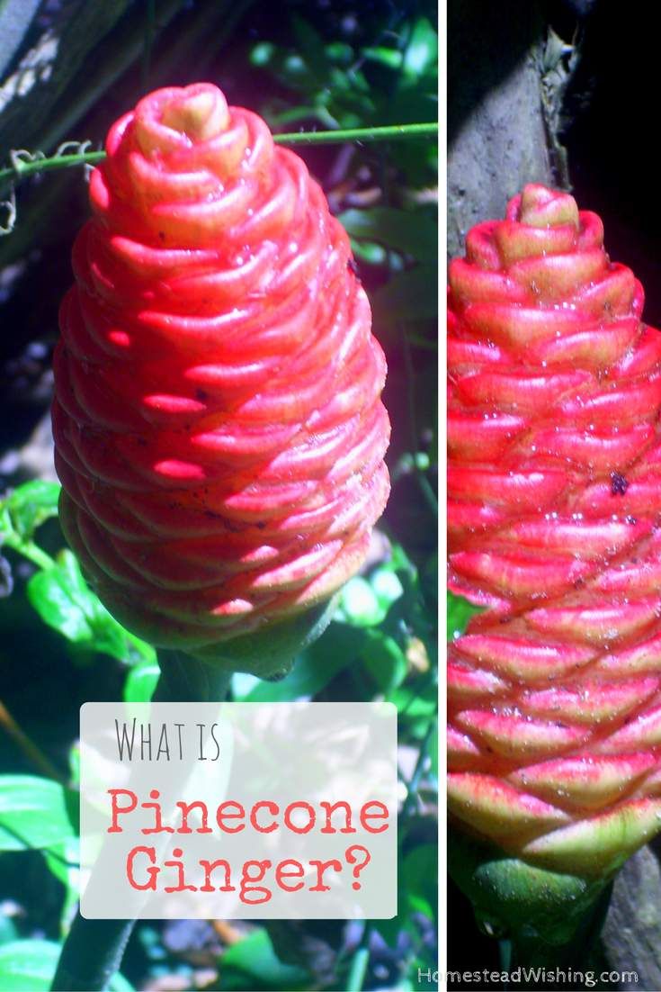 Pin On Medicinal Plants