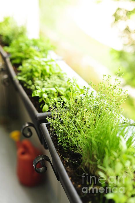 Herb Garden Ideas For A Balcony best 20+ balcony herb gardens ideas on pinterest | patio herb Herb Garden Ideas For A Balcony best 20+ balcony herb gardens ideas on pinterest | patio herb