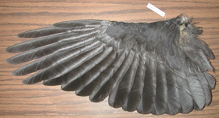 Pin by Andrea on References_Bird | Wings sketch, Crow bird, Crow
