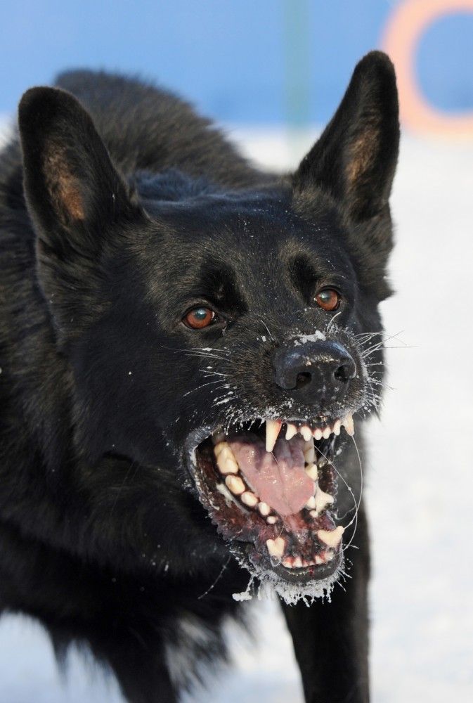 Dog Attacks Cat Who Is Liable Dog Attacks Cat Who Is Liable