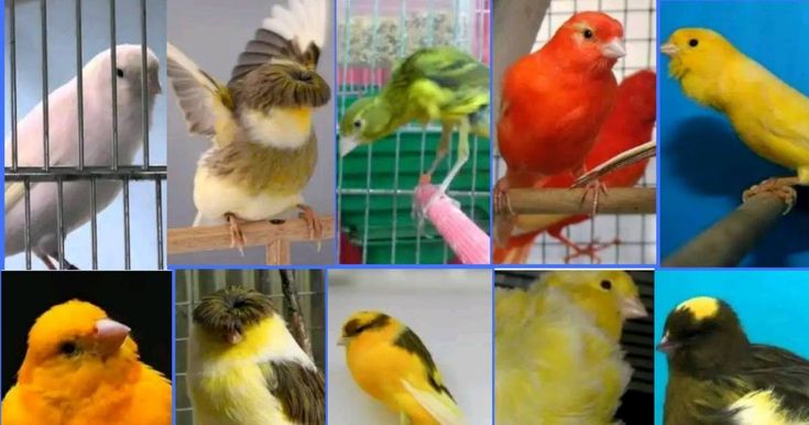 Mengenal 10 Jenis Burung Kenari Yang Bagus Untuk Lomba Sukses Perawatan Burung Kenari Jenis