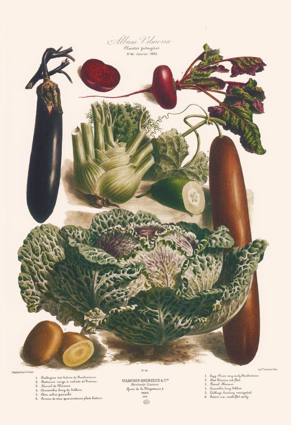 Antique Kitchen Print Vintage Vegetable Print Antique Food Lover Gift Professional Reproduction Restaurant Poster Vegetable Prints Vegetable Illustration Botanical Illustration