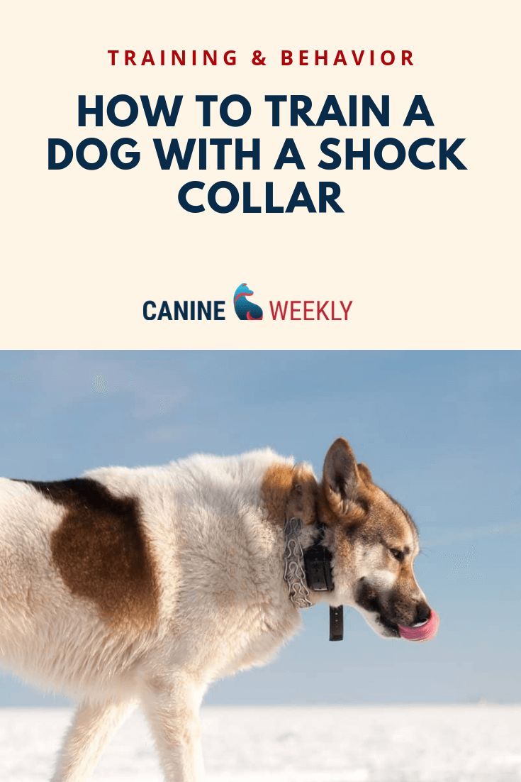 7 Best Shock Collars For Large Dogs Updated 2020 Reviews Shock