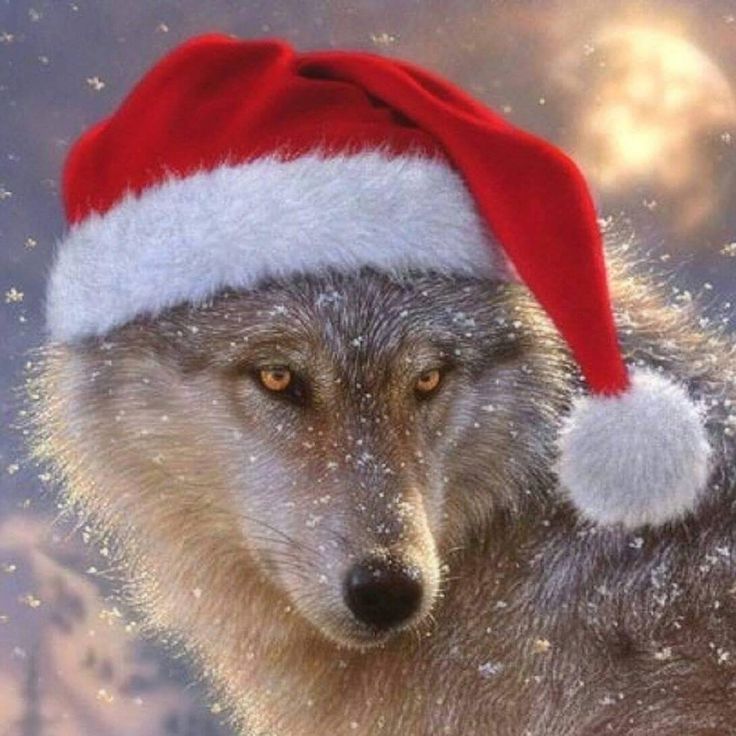 100 best wolves images on pinterest adorable animals 100 best wolves images on pinterest adorable animals