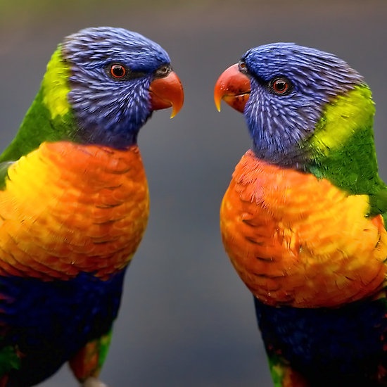 face off rainbow lorikeets