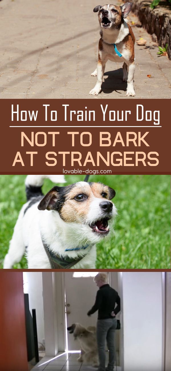 how to your not to bark at 25 b 228 sta barking at nothing id 233 erna p 229 tips om att tr 228 na hunden how to your not to bark at 25 b 228 sta barking at nothing id 233 erna p 229 tips om att tr 228 na hunden