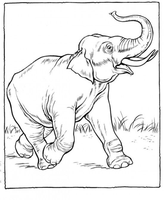 realistic coloring pages of animals coloring hopefully this zoo coloring pages can make the children
