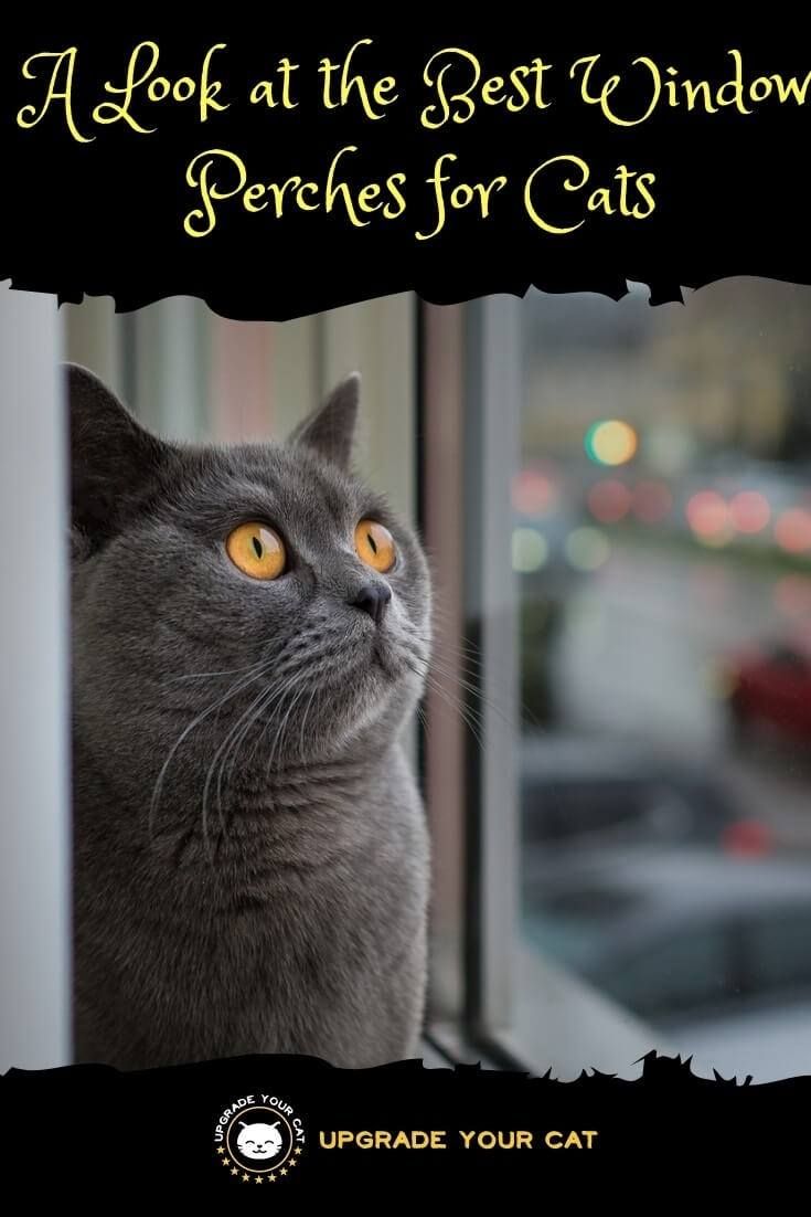 A Look At The Best Cat Window Perches For Cats Upgrade Your Cat Cat Behavior Cat Window Perch Cats